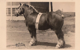 SOCIÉTÉ ROYALE "LE CHEVAL DE TRAIT BELGE" - INDIGOLI DELMOTTE / CHAMPIONNAT - PHOTO GOBERT, BRUXELLES (am971) - Pferde