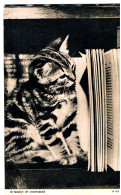 Chat - Cat, Kitten - Katze-   Poes In Boekenkast - Cats