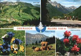 72569690 Oberjoch Hochvogel Jochkanzel Alpvieh Bad Hindelang - Hindelang