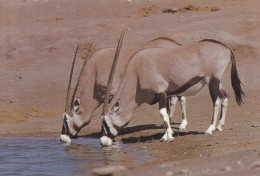 Afrique Du Sud Oryx à Un Point D'eau - Autres & Non Classés