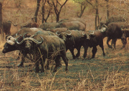 Rwanda Parc National De L'Akagera Aout 1980 Troupeau De Buffles De Savane - Autres & Non Classés