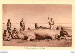 HIPPOPOTAME TUE SUR LE CHARI  Ref4 - Tchad