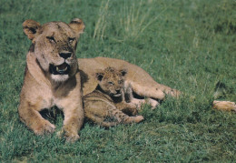 Vie Sauvage Africaine Lionne Et Son Petit - Löwen