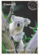 Un Koala - Autres & Non Classés