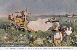 Gathering Grapes Gilbey's Vineyards Wine From 1908 Franco Exhibition Wine Postcard - Publicidad