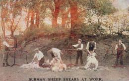 Burman Sheep Shears At Work Old Farm Shearing Advertising Postcard - Advertising