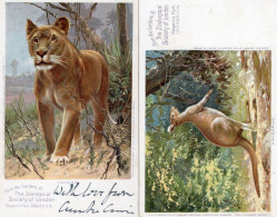 London Zoo Advertising Kangaroo Lioness 2x Old Gardens Postcard - Advertising