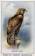 Golden Eagle Bird Bourneville Cadbury Cocoa Old Advertising Postcard - Advertising