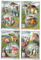 S 631, Liebig 6 Cards, Champignons Comestibles Et Vénémeux (some Spots) (ref B15) - Liebig