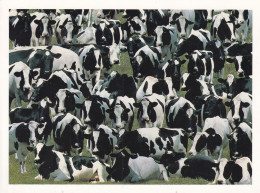 Des Vaches - Mucche