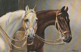 AK Pferde - Weißes Und Braunes Pferd - Rosenheim 1907  (69478) - Pferde