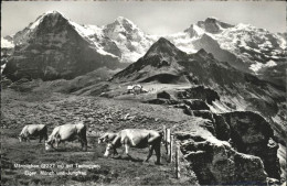 11113434 Maennlichen Tschuggen Kuehe Eiger Moench Jungfrau - Autres & Non Classés