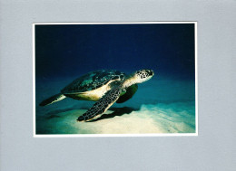 Tortues - Schildpadden