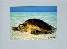 Tortues - Tortugas