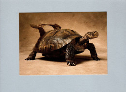 Tortues - Turtles