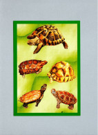 Tortues - Turtles