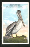 AK Pelican Steht Auf Einem Hügel  - Vogels