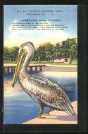 AK Pelican Steht Am Wasser  - Birds