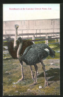 AK Sweethearts At The Cawston Ostrich Farm  - Oiseaux