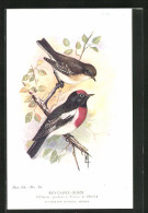 AK Red-Capped Robin, Rotkappen-Rotkehlchen  - Vogels