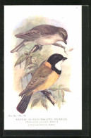 AK Whistler Or White-Throated Thickhead, Vogel  - Oiseaux