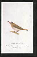 AK Reed Warbler, Vogel  - Birds
