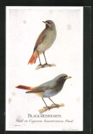 AK Black Redstarts, Feed On Caperns Insectivorous Food, Vogel  - Oiseaux