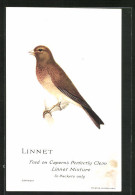 AK Linnet, Feed On Capern`s Perfectly Clean Linnet Mixtupe, In Packets Only  - Vogels
