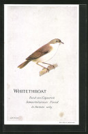 AK Whitethroat, Feed On Capern`s Insectivorous Food, Vogel  - Oiseaux