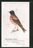 AK Bramble Finch, Feed On Capern`s Perfectly Clean Finch Mixture, Vogel  - Oiseaux