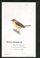 AK Sedge Warbler, Feed On Capern`s Insectivorous Food, Vogel  - Vogels