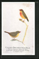 AK Golden Breasted Wax Bills, Feed On Capern`s Perfectly Clean Budgerigar Seed For All Foreign Finches, Vogel  - Birds