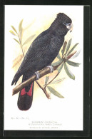 AK Banksian Cockatoo, Vogel  - Vogels