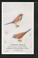 AK Cordon Bleus, Feed On Capern`s Perfectly Clean Budgerigar Seed For All Foreign Finches, Vogel  - Oiseaux