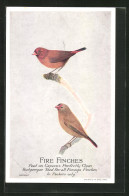 AK Fire Finches, Feed On Capern`s Perfectly Clean Budgerigar Seed For All Foreign Finches  - Oiseaux