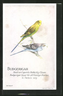 AK Budgerigar, Feed On Capern`s Perfectly Clean Budgerigar Seed For All Foreign Finches, Vogel  - Vogels