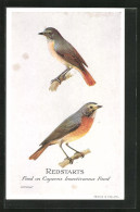 AK Redstarts, Feed On Capern`s Insectivorous Food, Vogel  - Birds