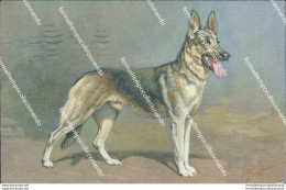 Bm460 Cartolina Cane  97 Alsatian Wolfhound Berger Alsatien - Other & Unclassified
