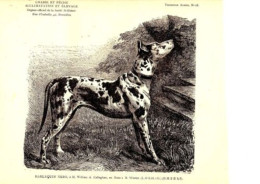 GRAVURE SUR BOIS 19ème CHIEN HARLEQUIN NERO A M. WILLIAM A. CALLAGHAN - Other & Unclassified