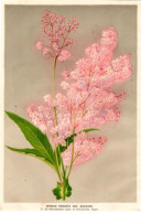 GRAVURE SUR BOIS COULEUR 19ème FLEUR SPIRAEA VENUSTA VAR. ALBICANS - Sonstige & Ohne Zuordnung