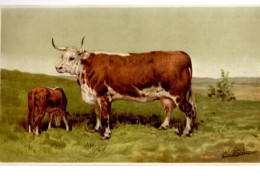 CHROMOLITHOGRAPHIE 19ème VACHE HEREFORD - Other & Unclassified