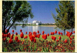 19-5-2024 (5 Z 31) Australia - ACT - Canberra Floriade Festival & Tulips Flowers - Flowers