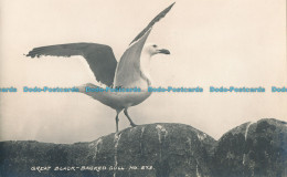 R006442 Great Black. Backed Gull. James Gibson. No 273. RP - Monde