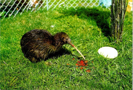 19-5-2024 (5 Z 35) New Zealand - Kiwi Bird & Egg - New Zealand