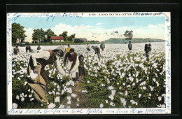AK A Busy Day In A Cotton Field In Dixie-Land  - Culture