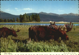 72528646 Yellowstone_National_Park Bull Moose - Altri & Non Classificati