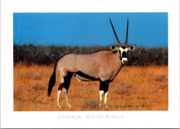 19-5-2024 (5 Z 35) South Africa (posted To Australia With Cruise Ship Stamp In 2008) Gemsbok - South Africa