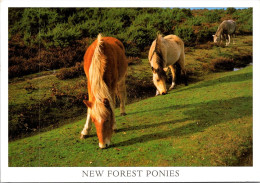 19-5-2024 (5 Z 35) UK -  (posted To Australia With Darwin Shape Stamp) The New Forest (horses) - Pferde