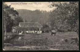 AK Selkemühle /Harz, Kuhweide Im Selketal  - Autres & Non Classés