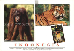 72491253 Tiger Orangutan Sumatran Tiger Bird Of Paradise Indonesia - Autres & Non Classés